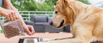 chien mange compléments alimentaires